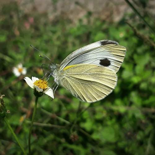 Beautiful creature