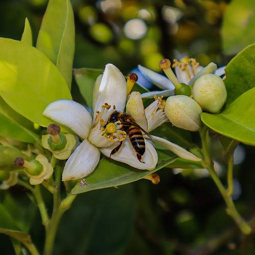 Little Bee