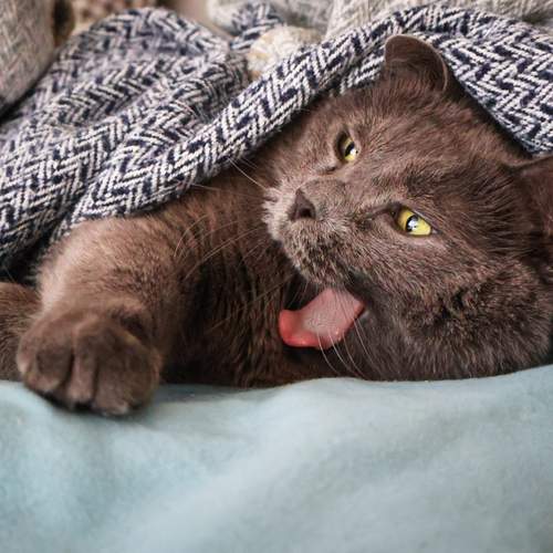 Photo #11874278