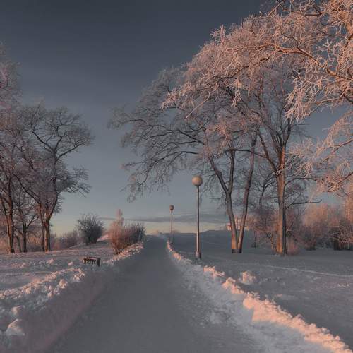 Деревья в инее, морозно...