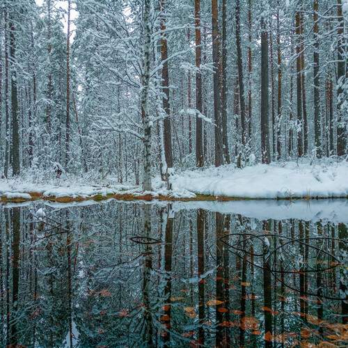 Photo #11875916
