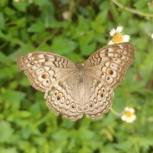 Photo #11876004