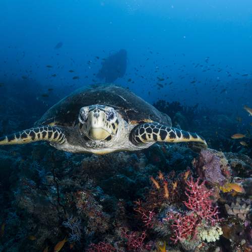 Encontre mi rosada comida preferida. A por ella