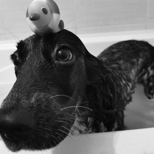 Photo #11876382