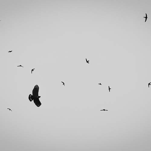 Solitary Soar