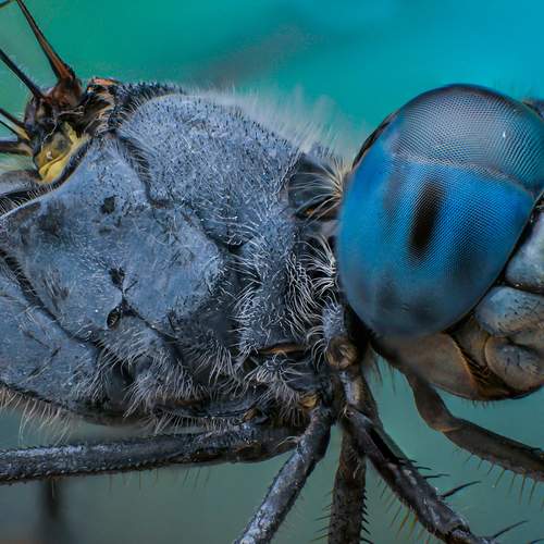 Blue Dragonfly