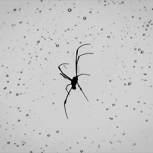 Silhouette spider