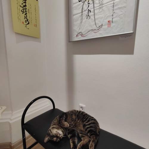 Cat in museum