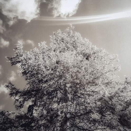 Черно белая природа