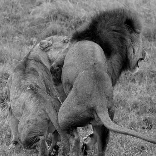 Photo #11879085
