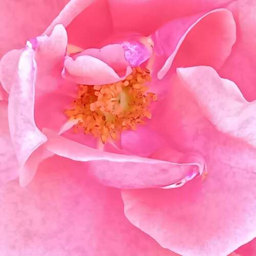 Rose Up