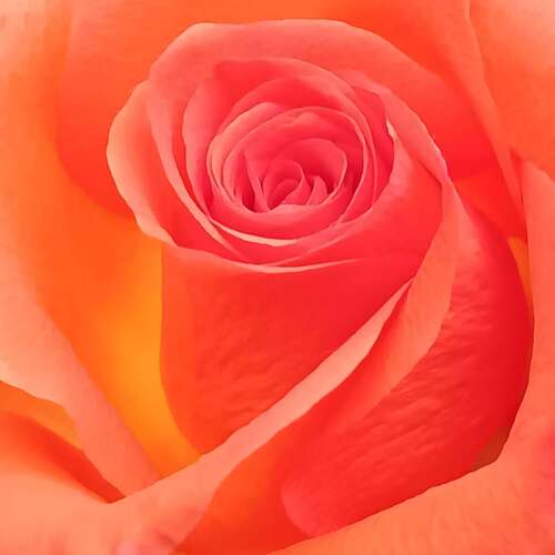 Rose Up
