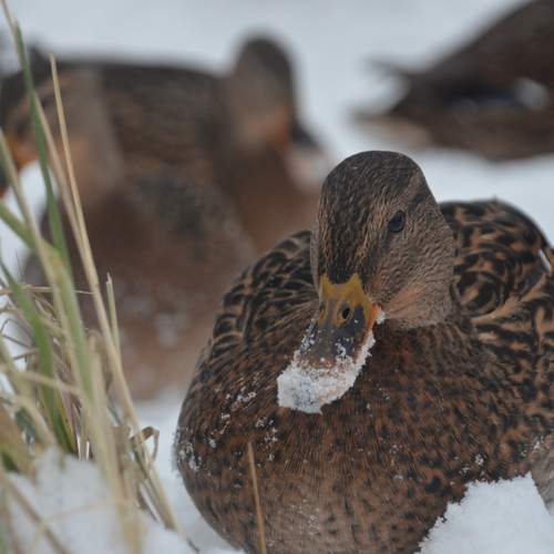 Photo #11879651
