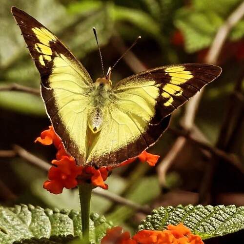 Yellow orange tip butterfly