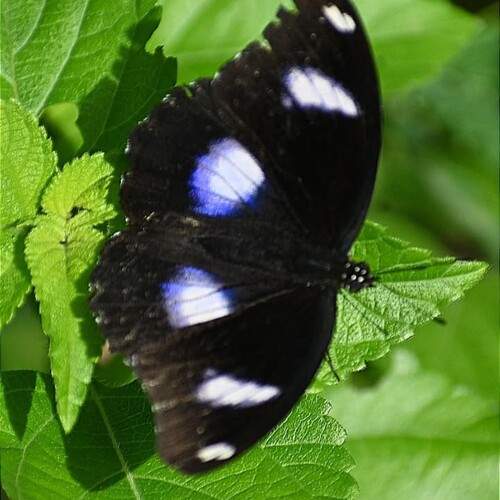 Hypolimnas misippus butterfly