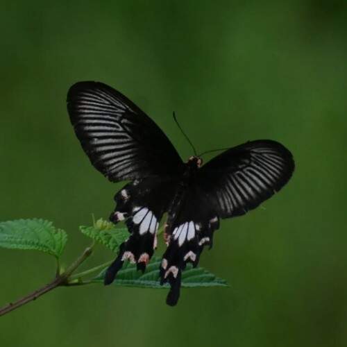 Common rose butterfly