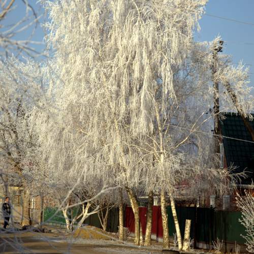 Сельское утро