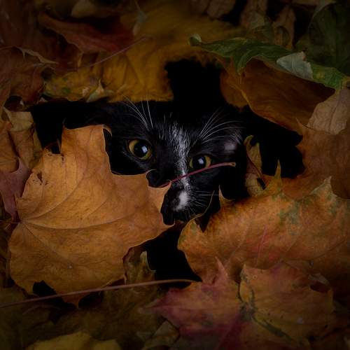 Photo #11880232