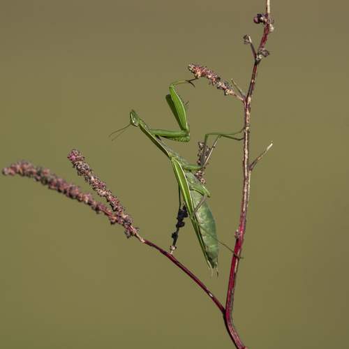 Фотография #11880473