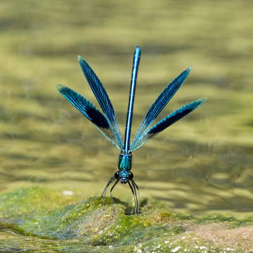 Фотография #11880475