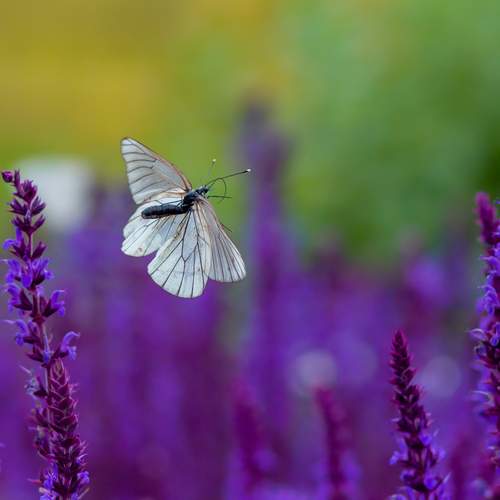 Photo #11880626