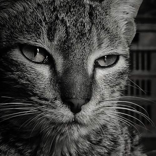 Sigma cat