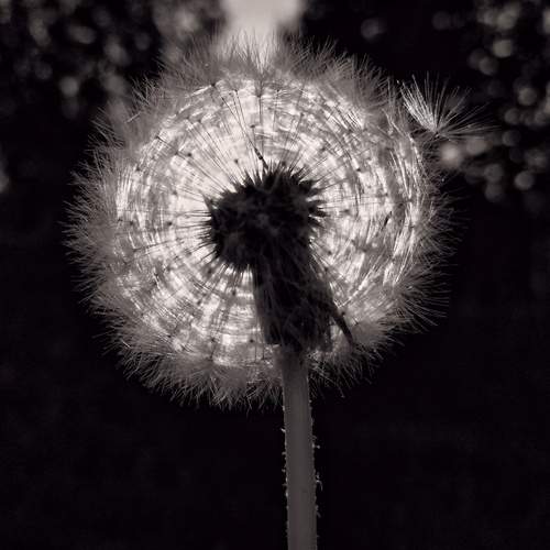 Photo #11880821