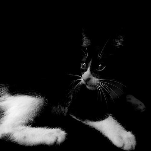 A Silent Tale in Monochrome