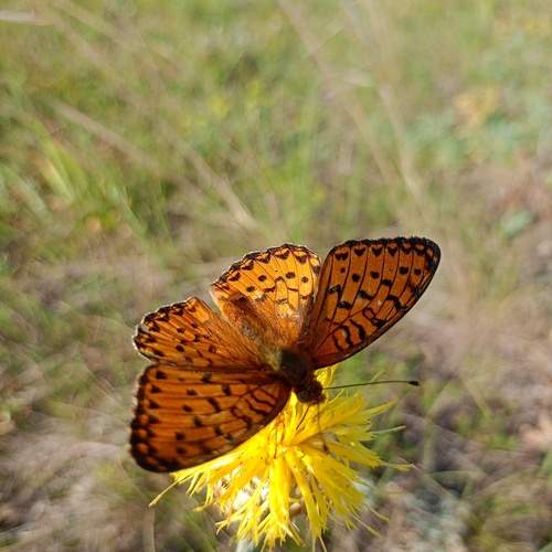 Photo #11881015