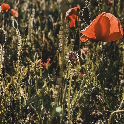 Photo #11881935