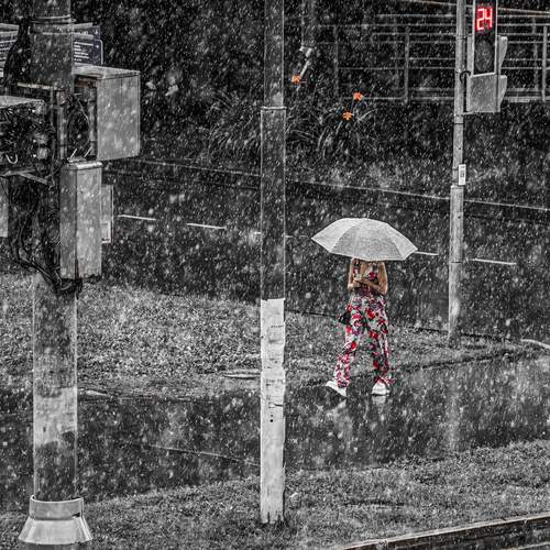 Цветы и дождь