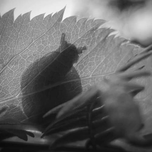 Photo #11884866