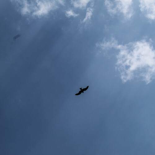 Photo #11884902