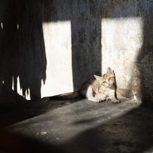 Stray cat in apartment