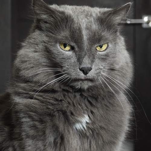 Photo #11885285