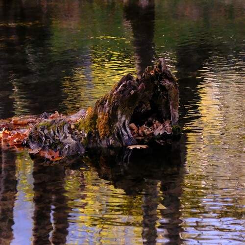 Photo #11885568