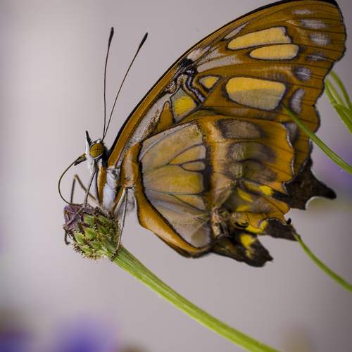 Photo #11887449
