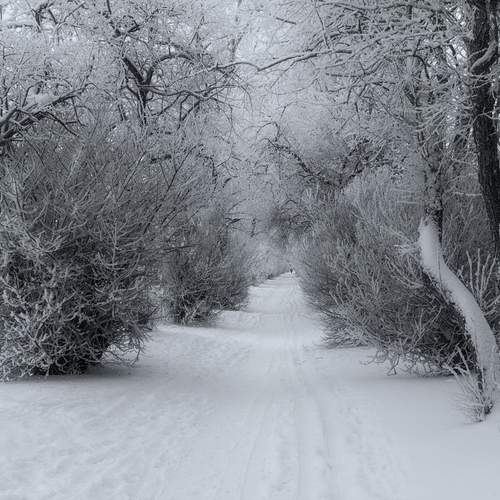 Городская аллея в морозный день