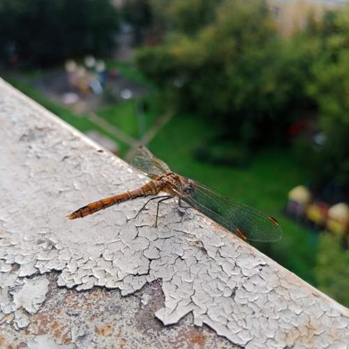 Photo #11889070