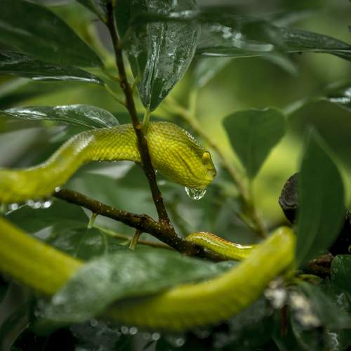 Белогубая куфия (лат. Trimeresurus albolabris)