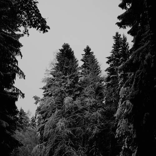 Photo #11889685