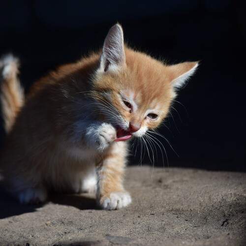 Photo #11890032