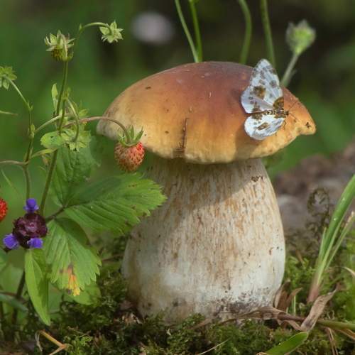 Photo #11890261