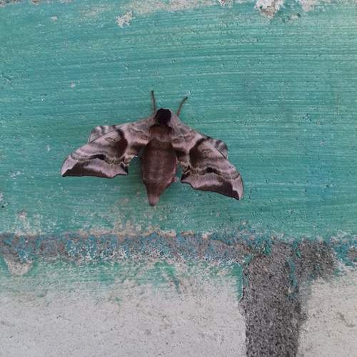 Photo #11891149
