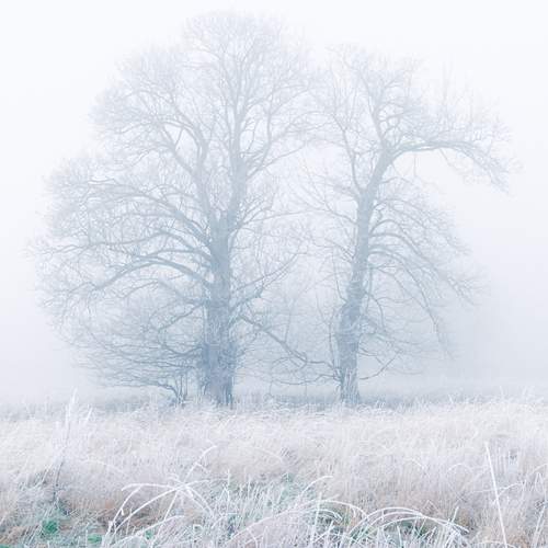 Twyns in the fog