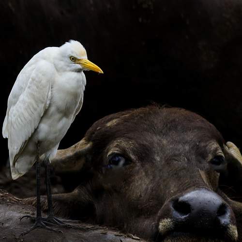 "Symbiosis in the Wild"