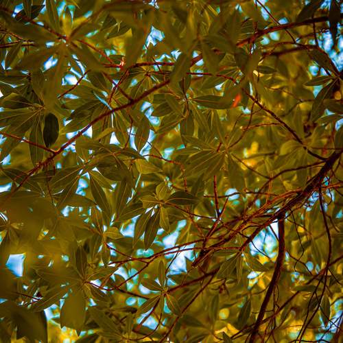 Golden veins