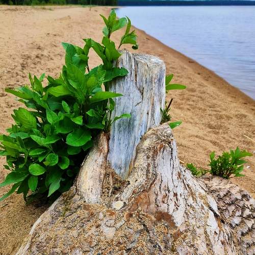 Photo #11893115