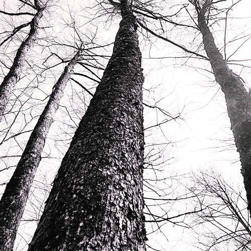Photo #11894114