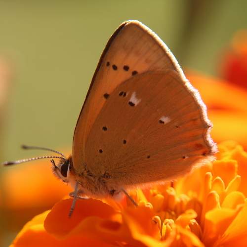 Photo #11894914